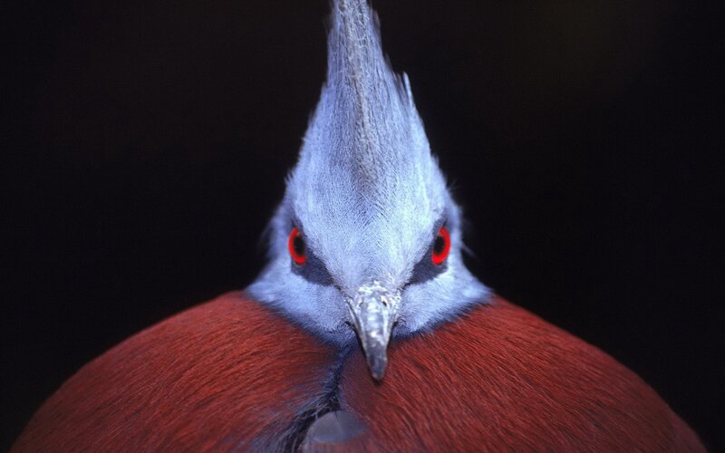close-up of a crowned pigeon