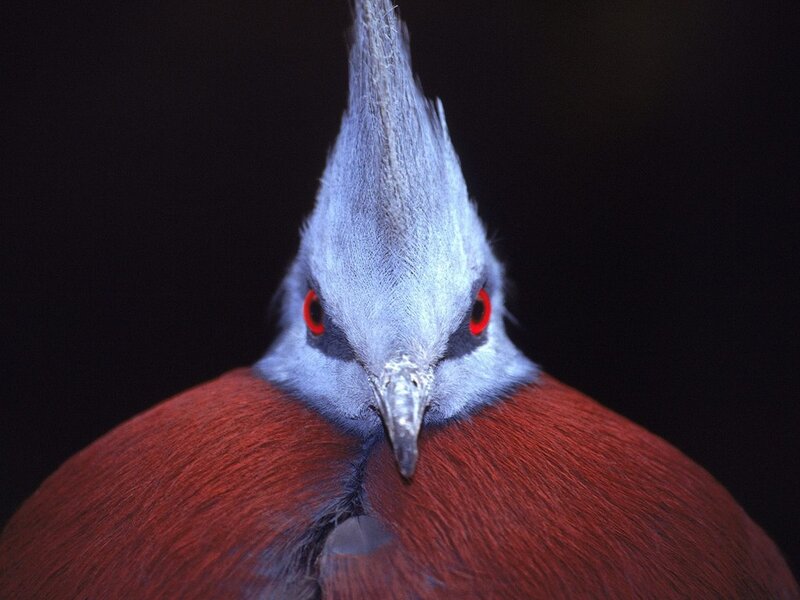 close-up of a crowned pigeon