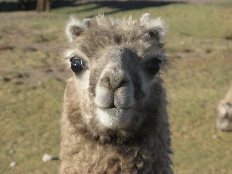 close-up of a curious alpaca