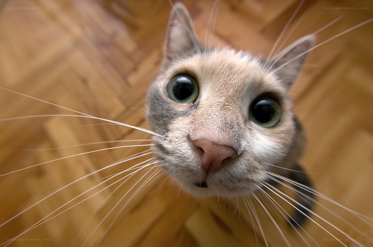 close-up of a curious cat