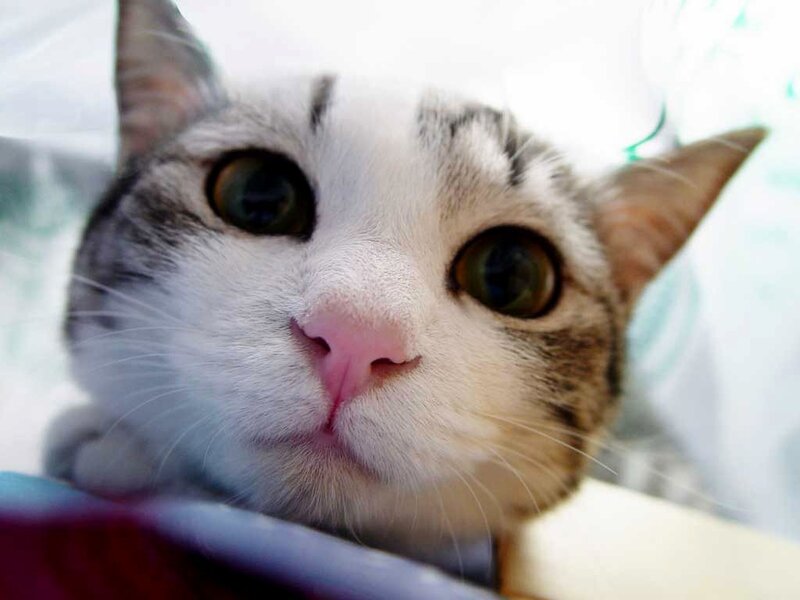 close-up of a curious cat