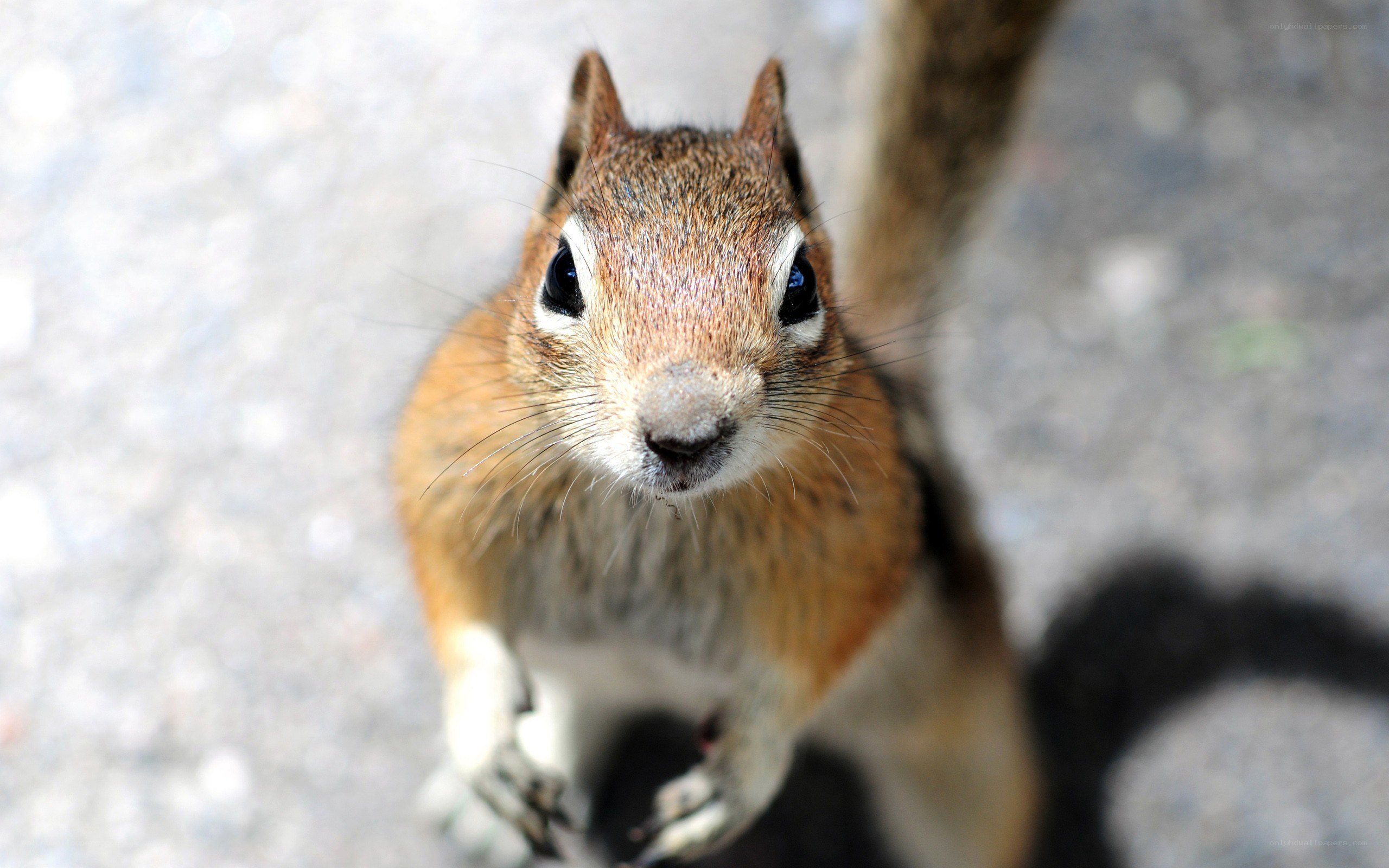 close-up of a curious chipmunk