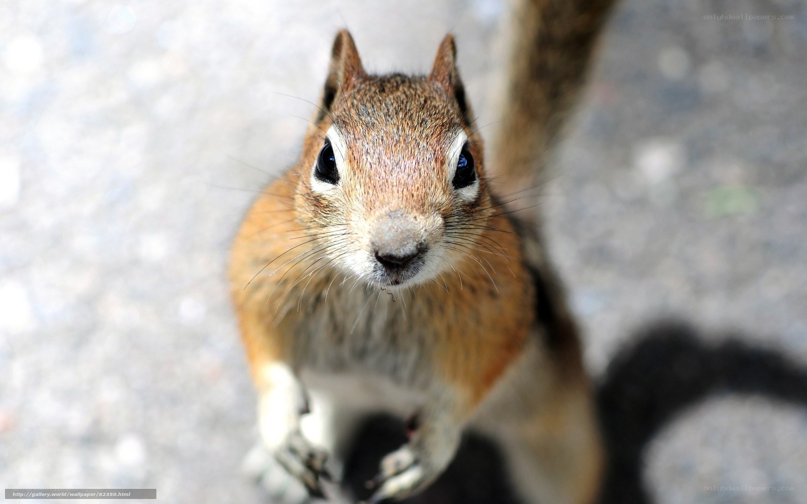 Close-up of a curious chipmunk