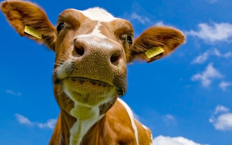 close-up of a curious cow
