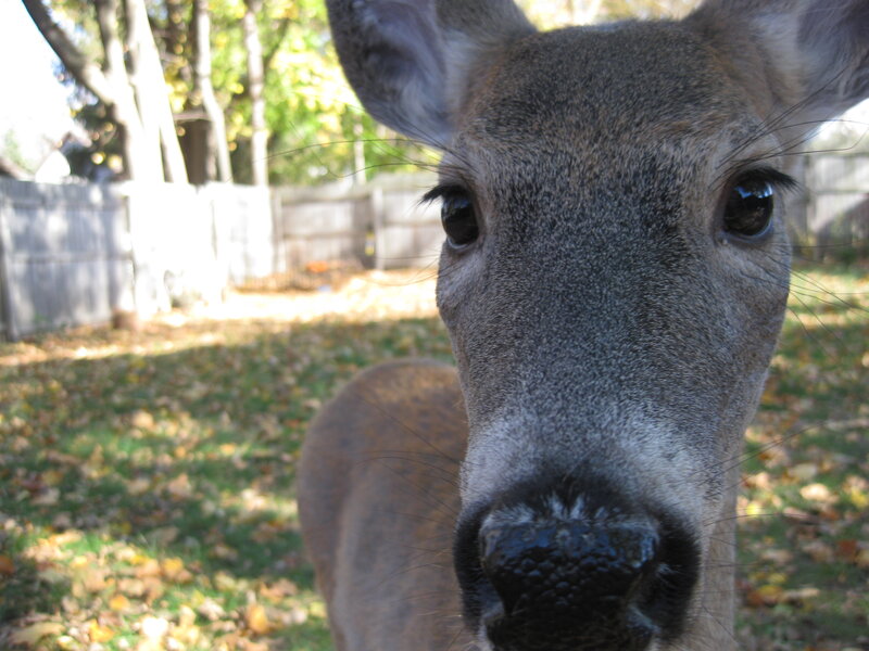 close-up of a curious deer