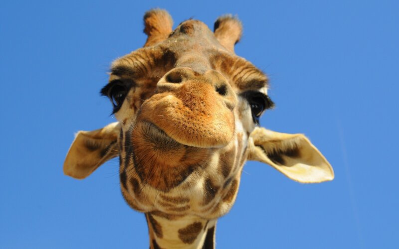close-up of a curious giraffe