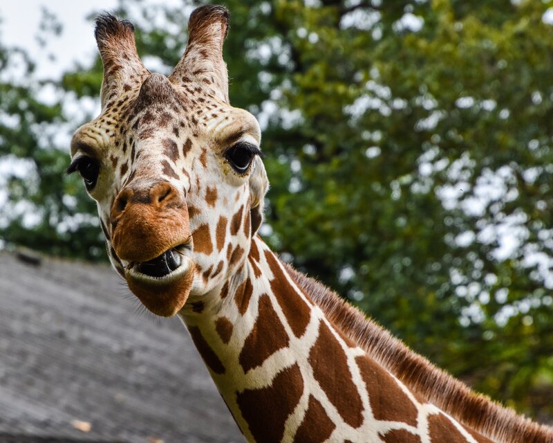 Close-up of a curious giraffe