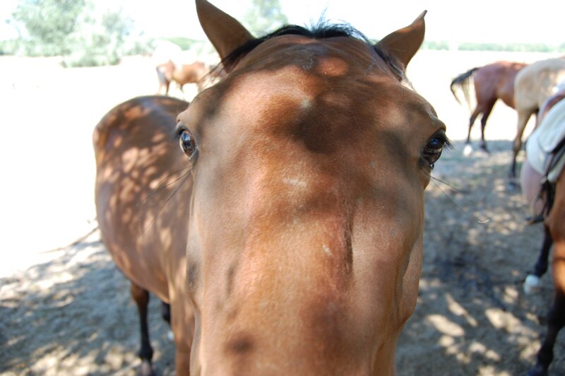 Close-up of a curious horse