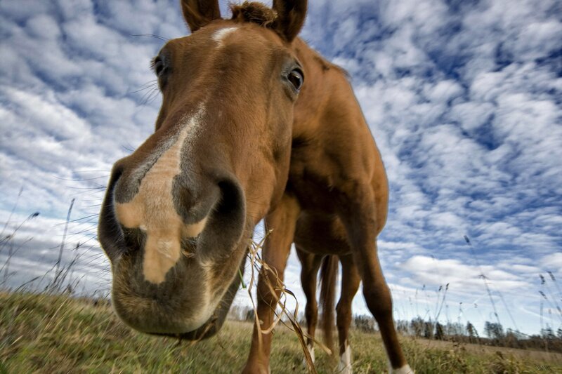 Close-up of a curious horse