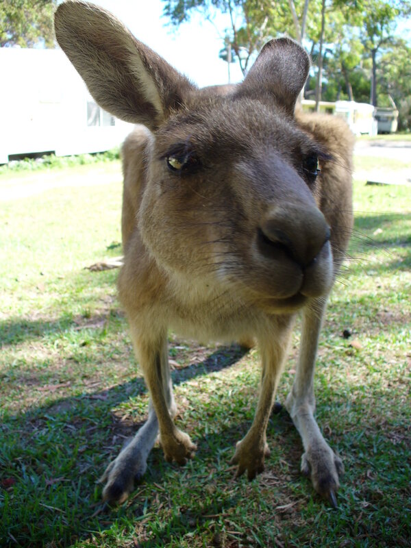 Close-up of a curious kangaroo