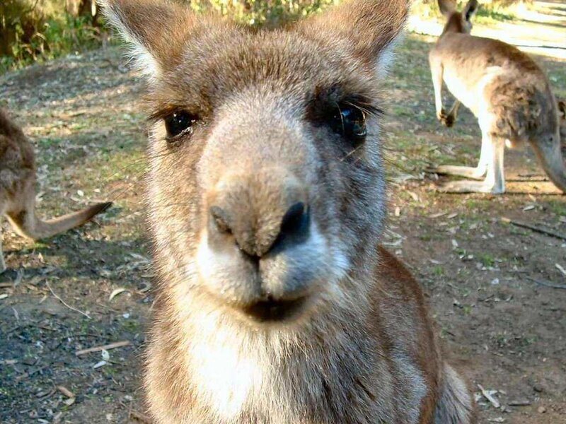 Close-up of a curious kangaroo
