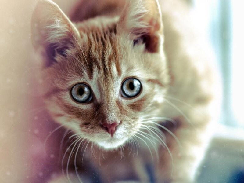 close-up of a curious kitten