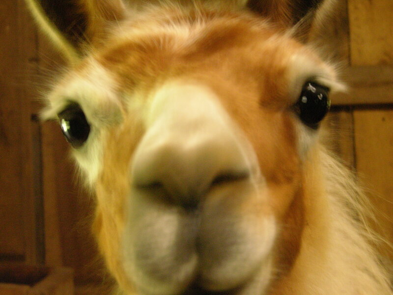 close-up of a curious llama