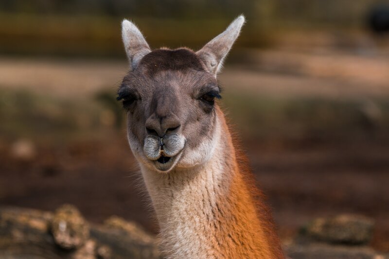 Close-up of a curious llama