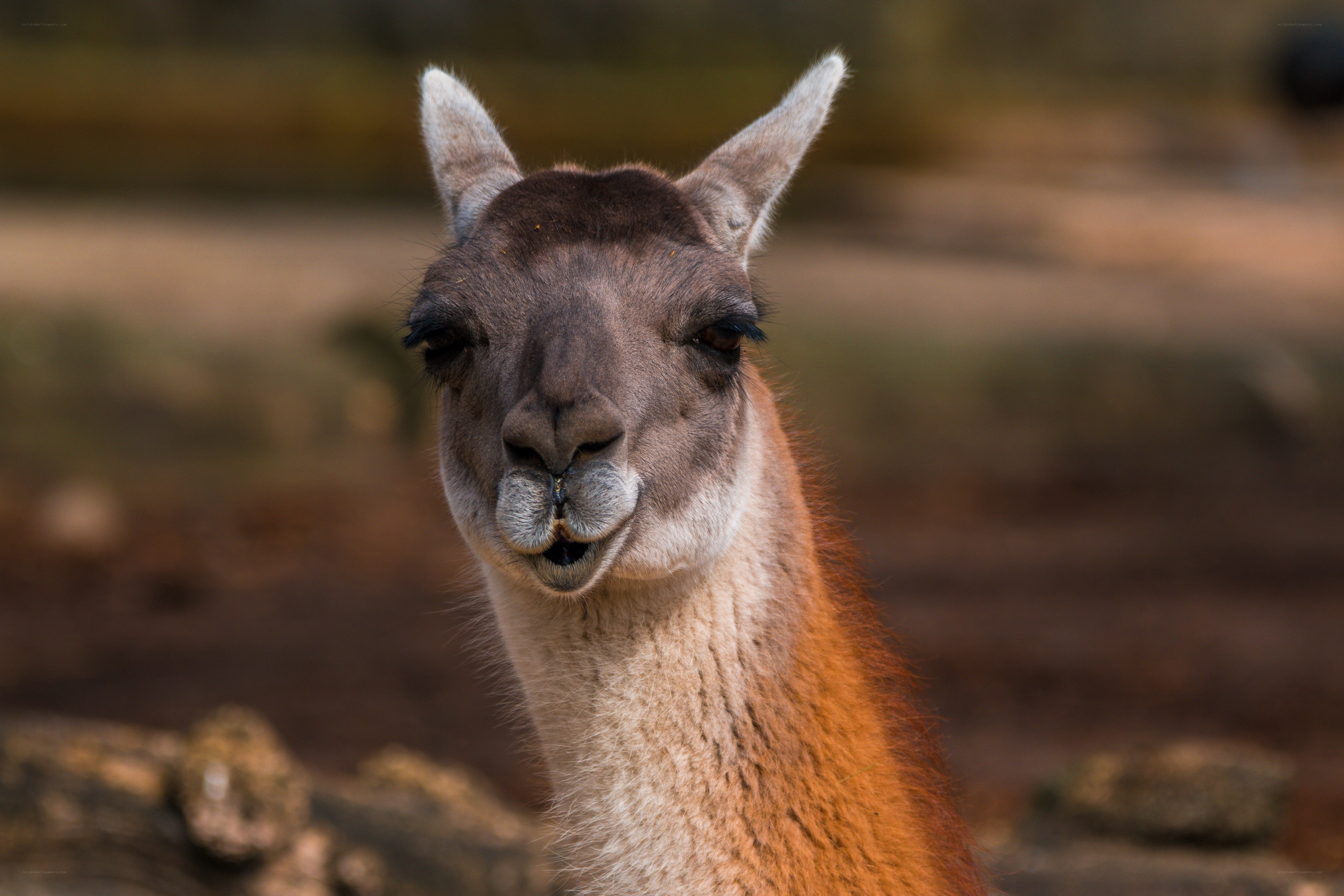 Close-up of a curious llama