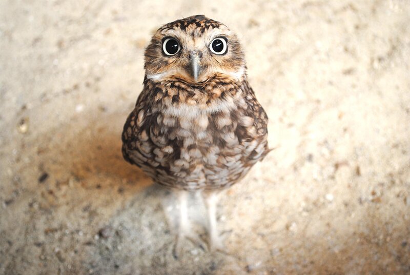 Close-up of a curious owl
