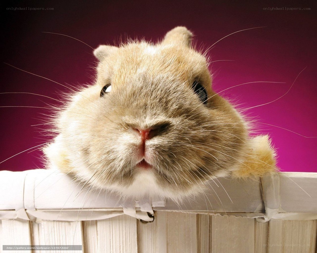 Close-up of a curious rabbit