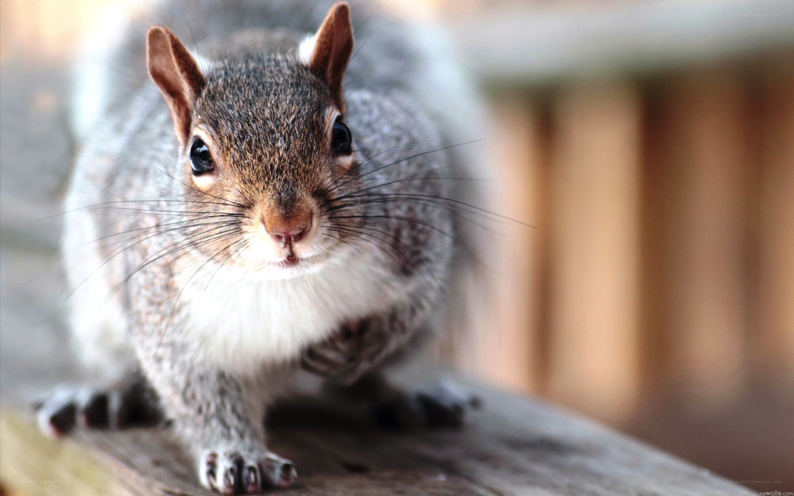 close-up of a curious squirrel