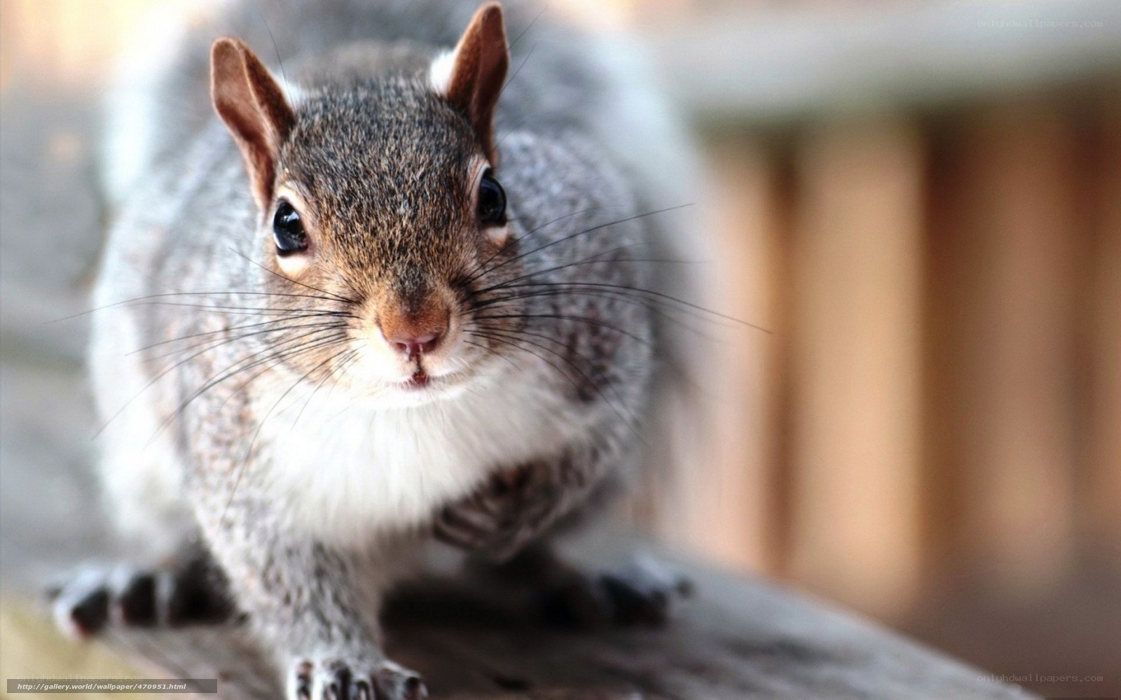 close-up of a curious squirrel