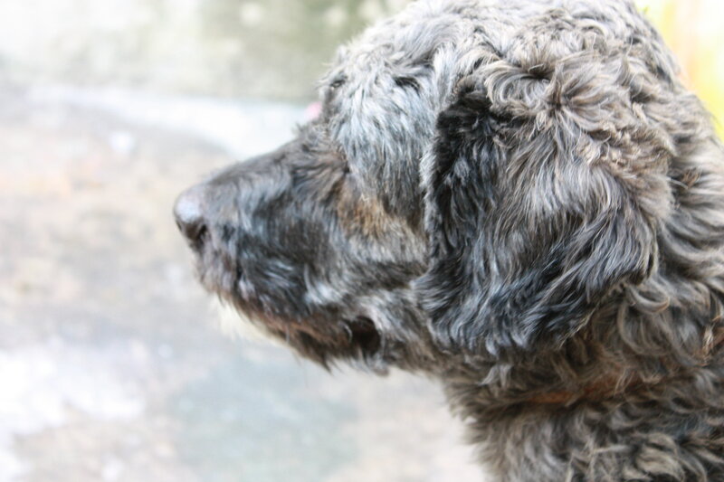 close-up of a curly-haired dog