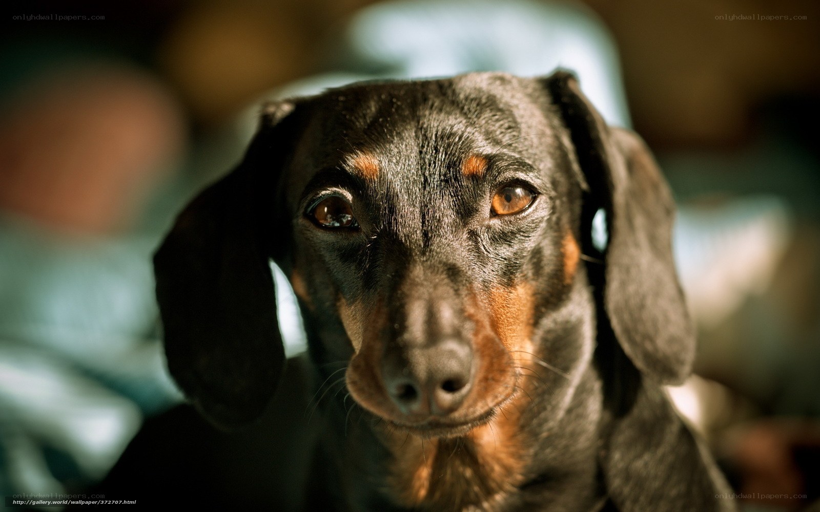 close-up of a dachshund