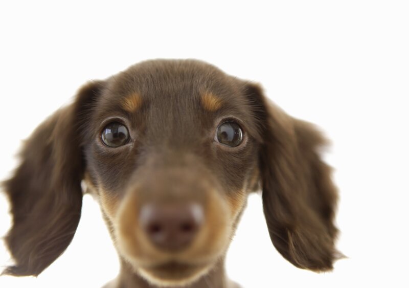 close-up of a dachshund puppy
