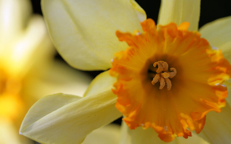 Close-up of a daffodil flower