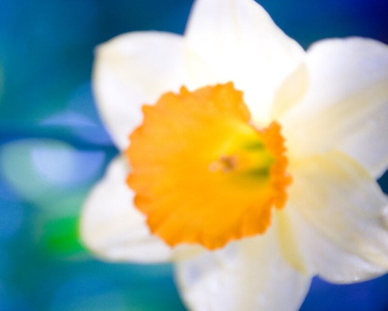 Close-up of a daffodil flower