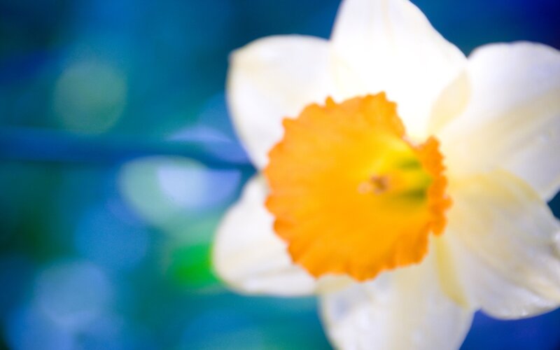 Close-up of a daffodil flower