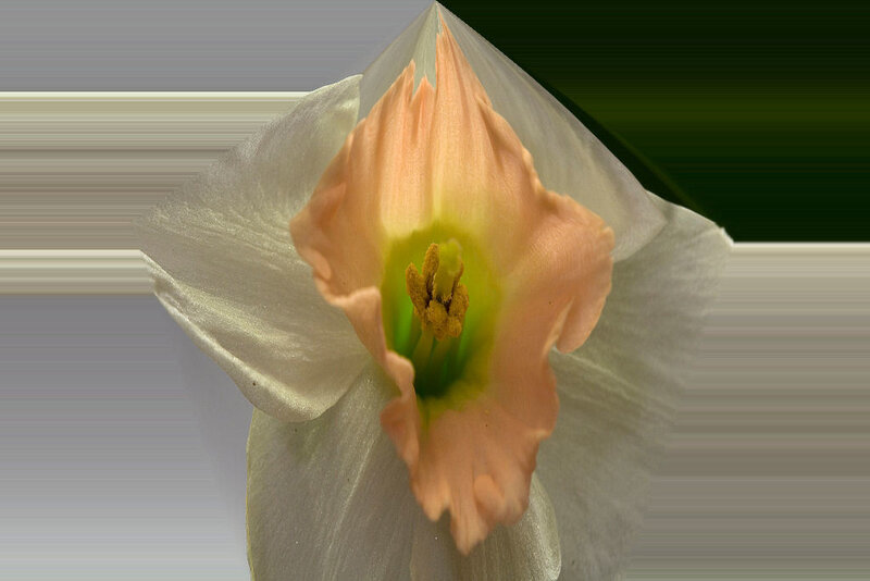 Close-up of a daffodil flower