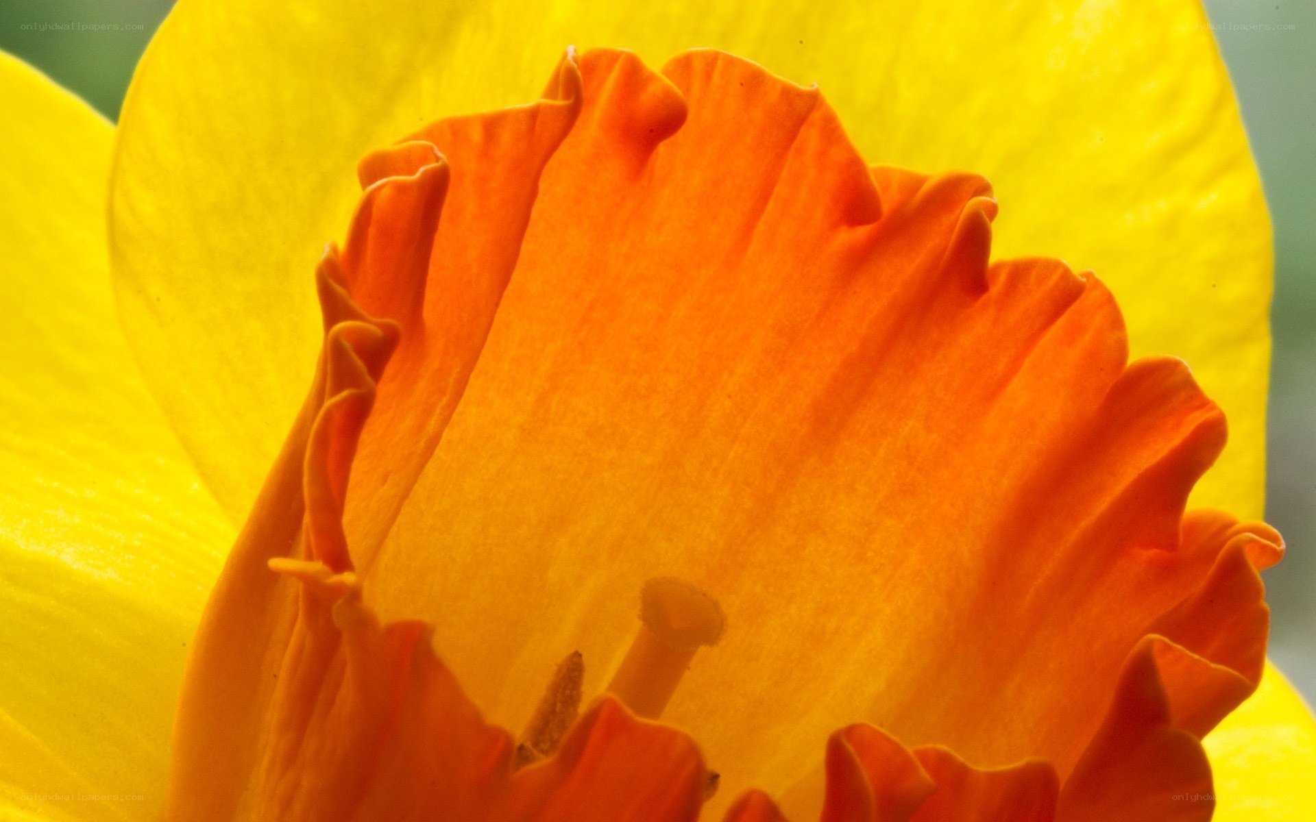 Close-up of a daffodil flower