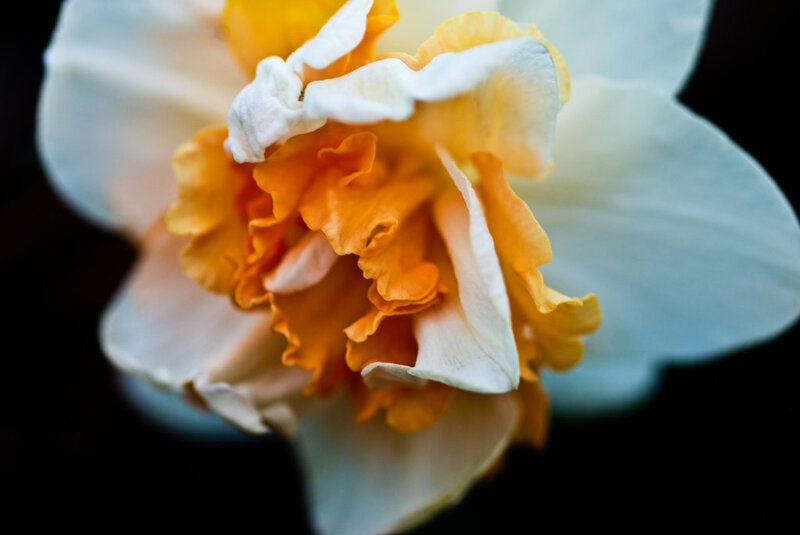Close-up of a Daffodil
