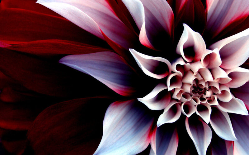 close-up of a dahlia flower