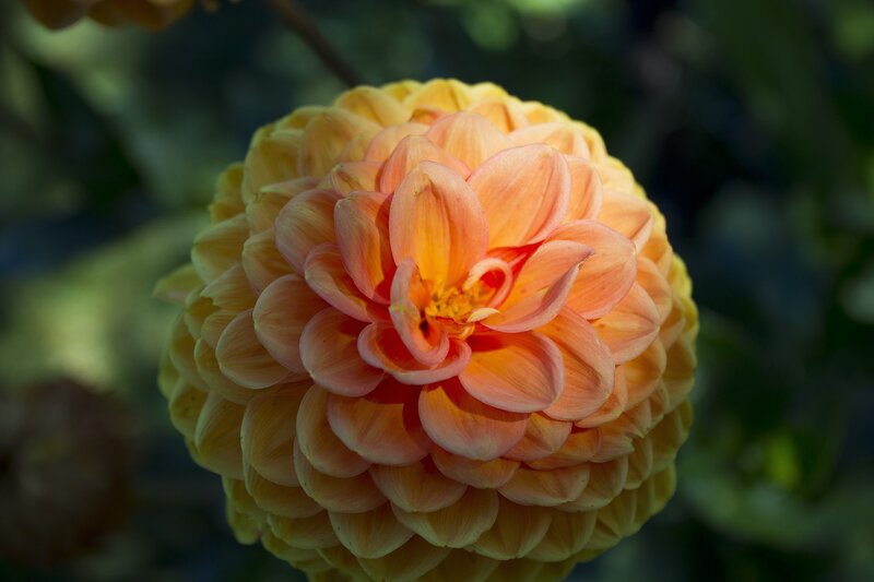 Close-up of a dahlia flower