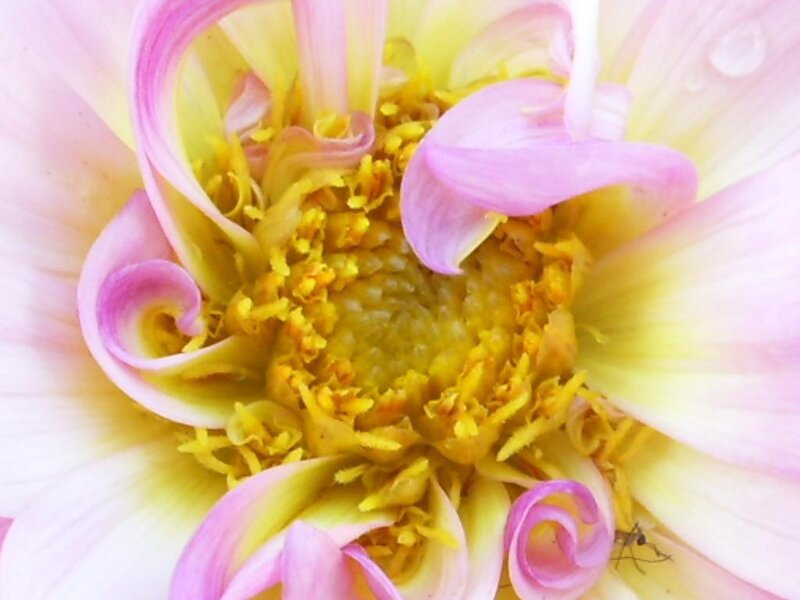 close-up of a dahlia flower