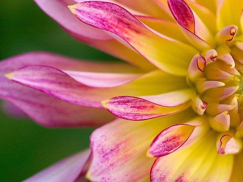 close-up of a dahlia flower