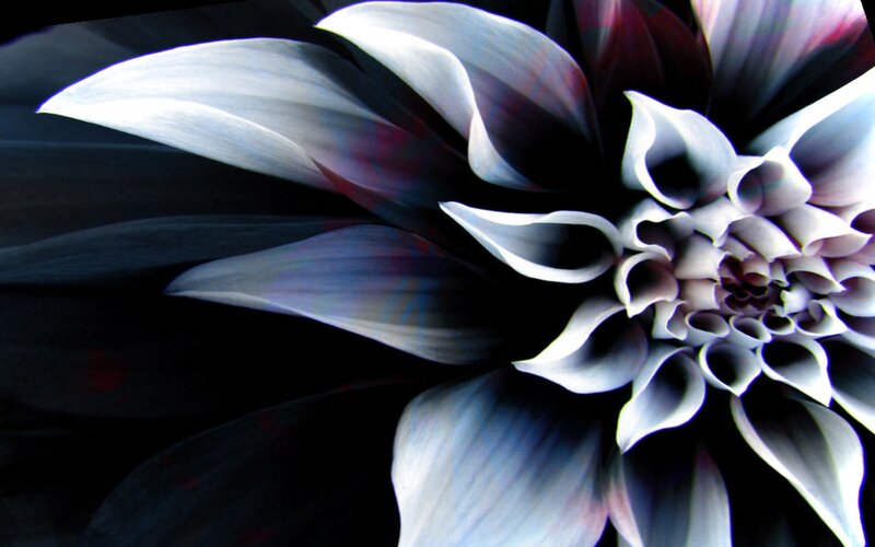 Close-up of a Dahlia Flower — Black, Dramatic