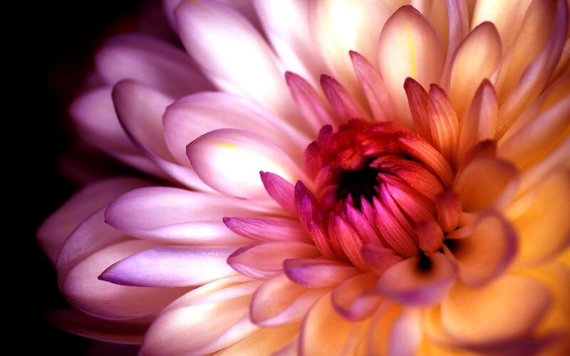 Close-up of a Dahlia Flower — Pink, Dramatic