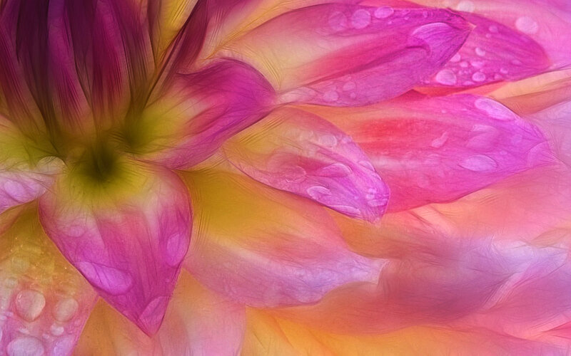 Close-up of a Dahlia Flower — Pink, Vibrant