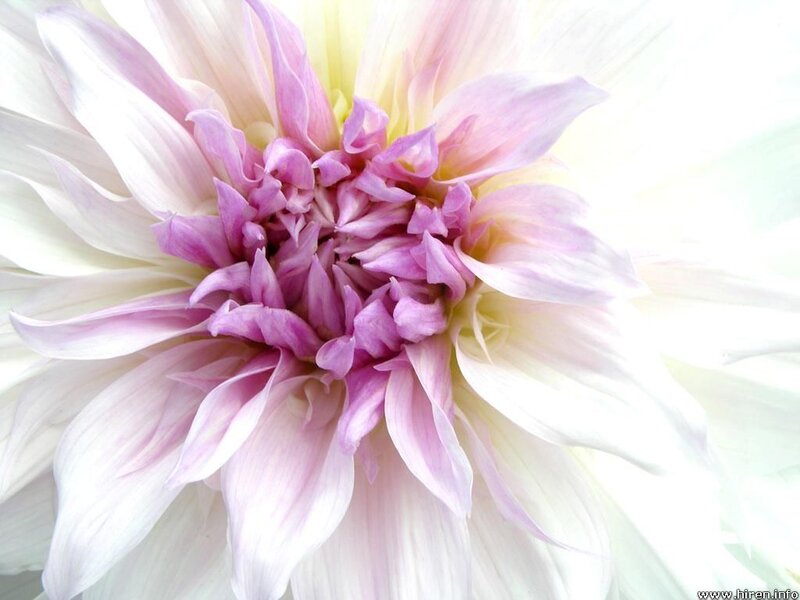 Close-up of a Dahlia Flower — White