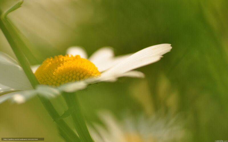 Close-up of a daisy flower