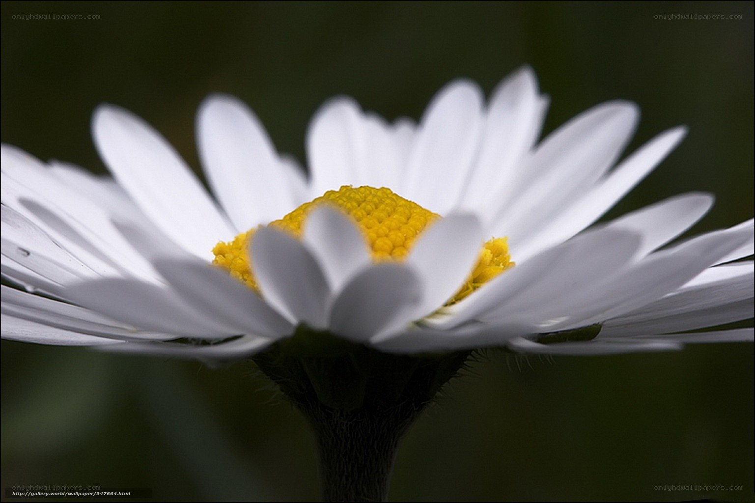 Close-up of a daisy flower