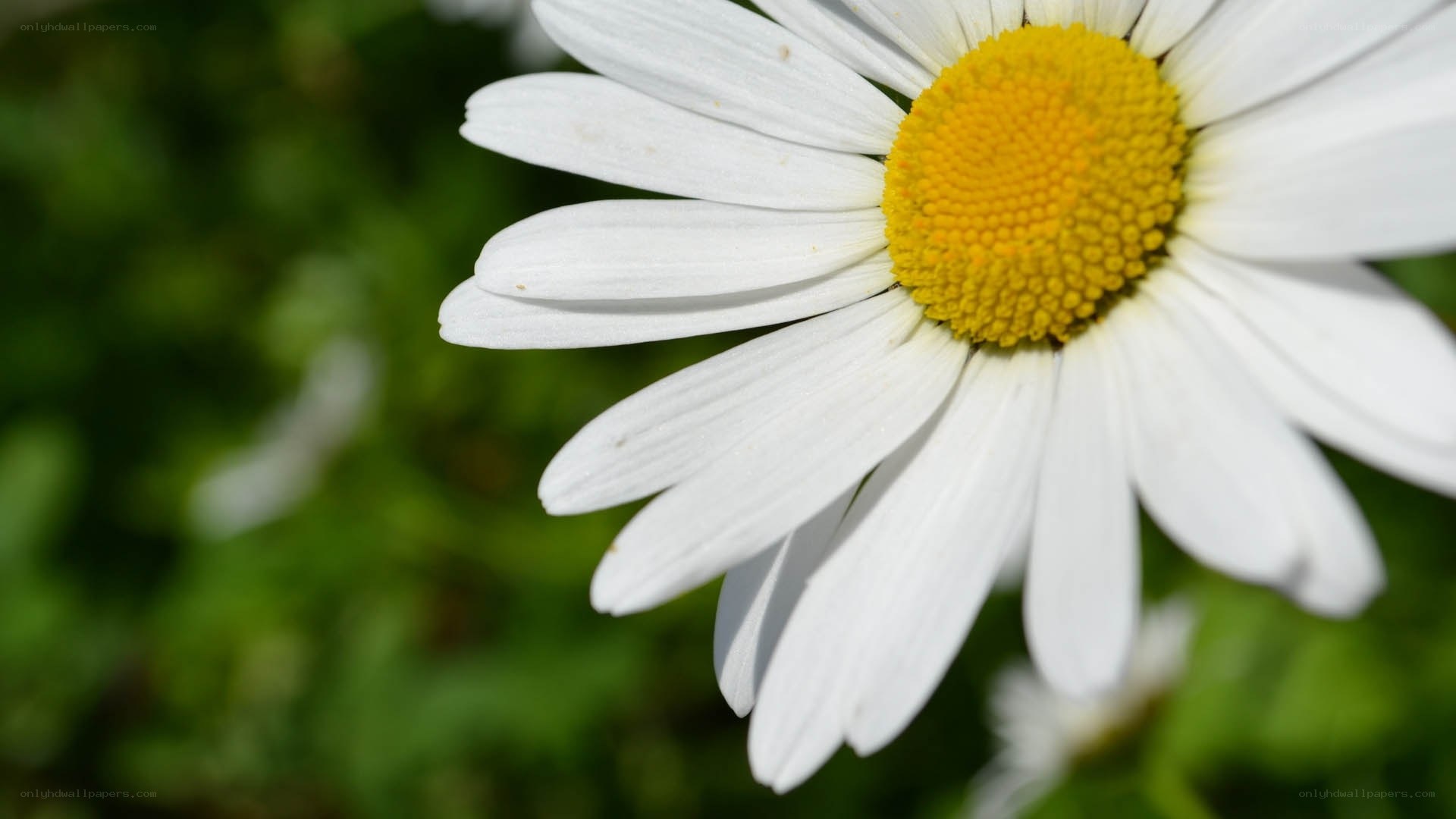 Close-up of a daisy flower