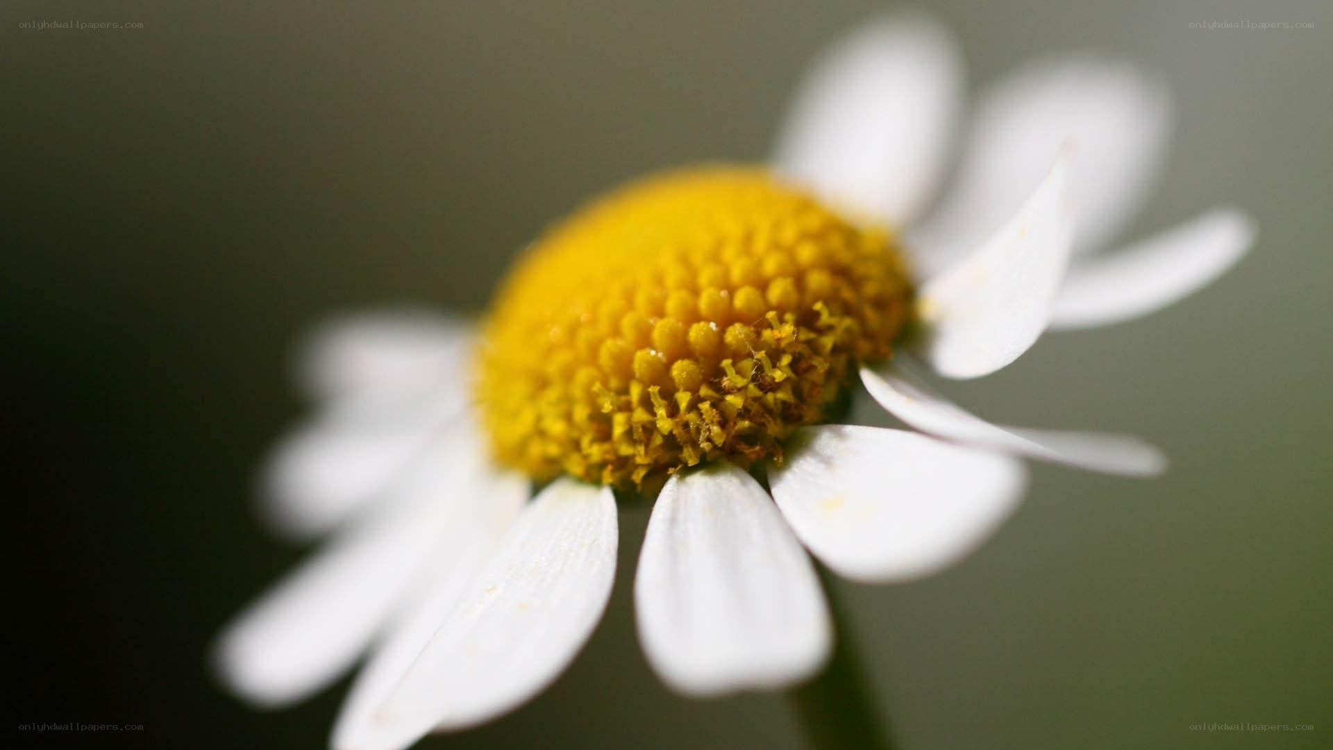Close-up of a daisy flower