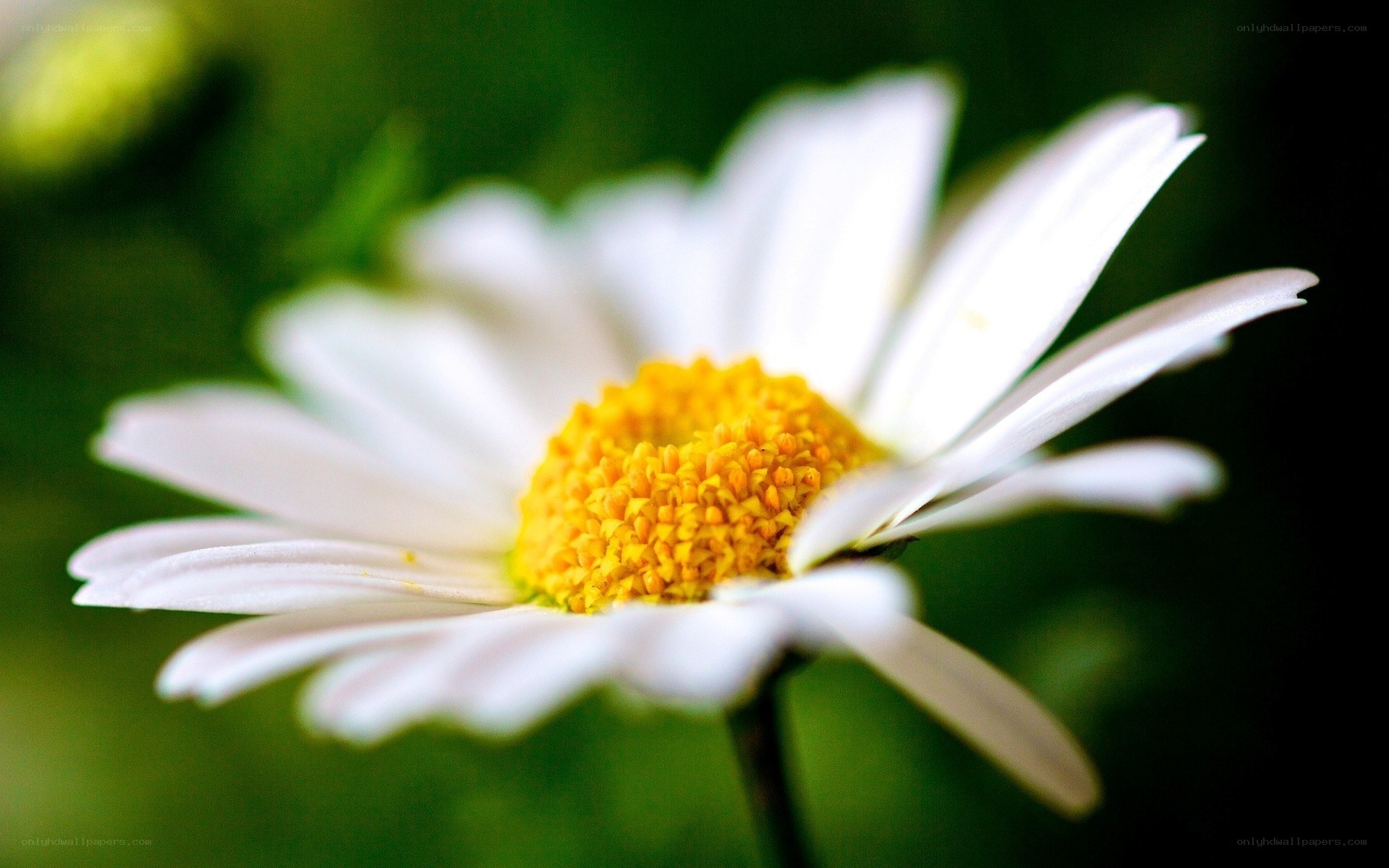 Close-up of a daisy flower