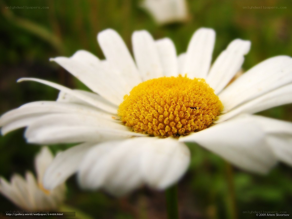 Close-up of a daisy flower