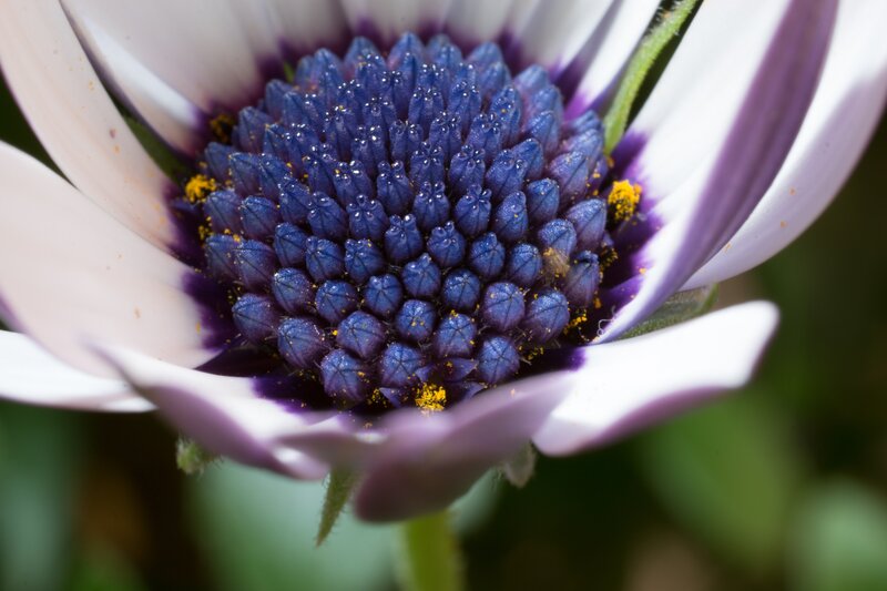 Close-up of a daisy flower