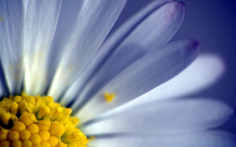 close-up of a daisy flower