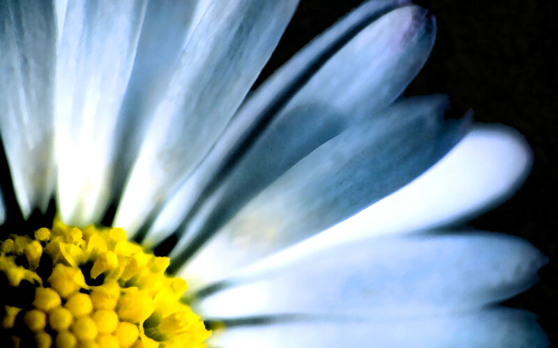 close-up of a daisy flower