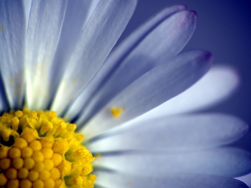 Close-up of a daisy flower